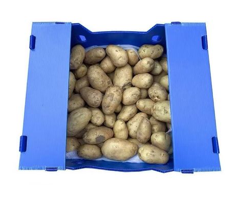 Plastic Turnover Box PP Corrugated Sheet Hollow Fruits And Vegetables Moving Container